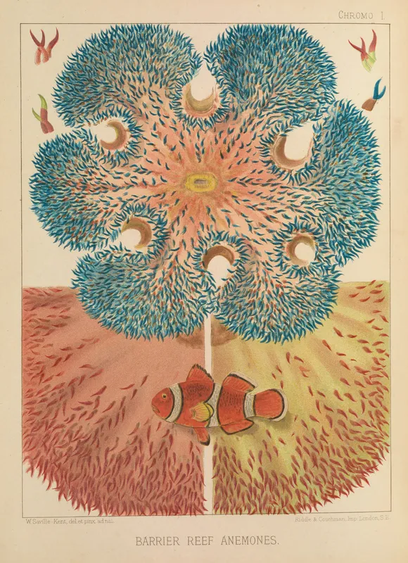 Barrier Reef Anemones (1893) by William Saville-Kent